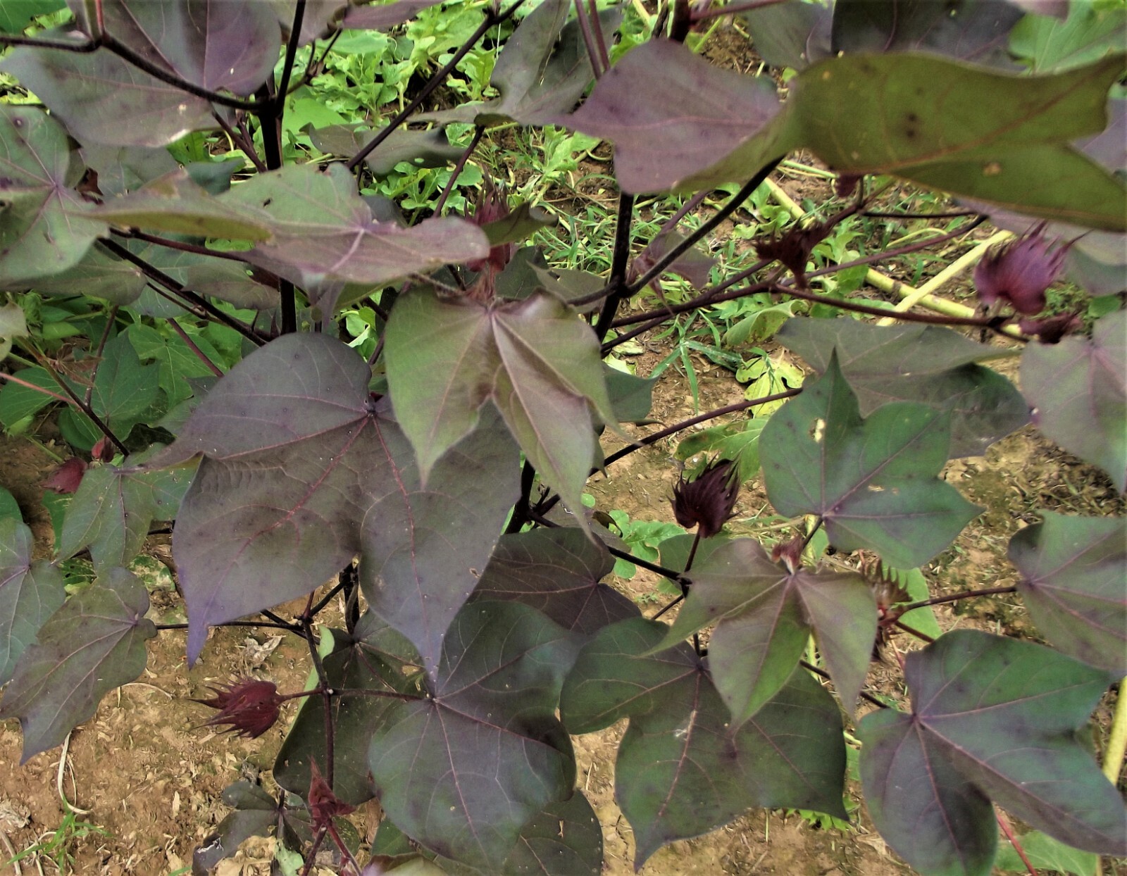 10 Cotton Seed Extremely Rare, Burgundy Leaf, GREEN LINT Heirloom Ornamental