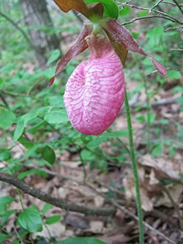 5 Live Pink Lady Slipper Orchids Cypripedium acaule Rare!