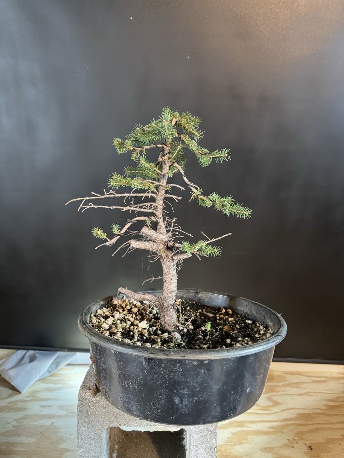 White Spruce Wild Collected Pre Bonsai Raw Material
