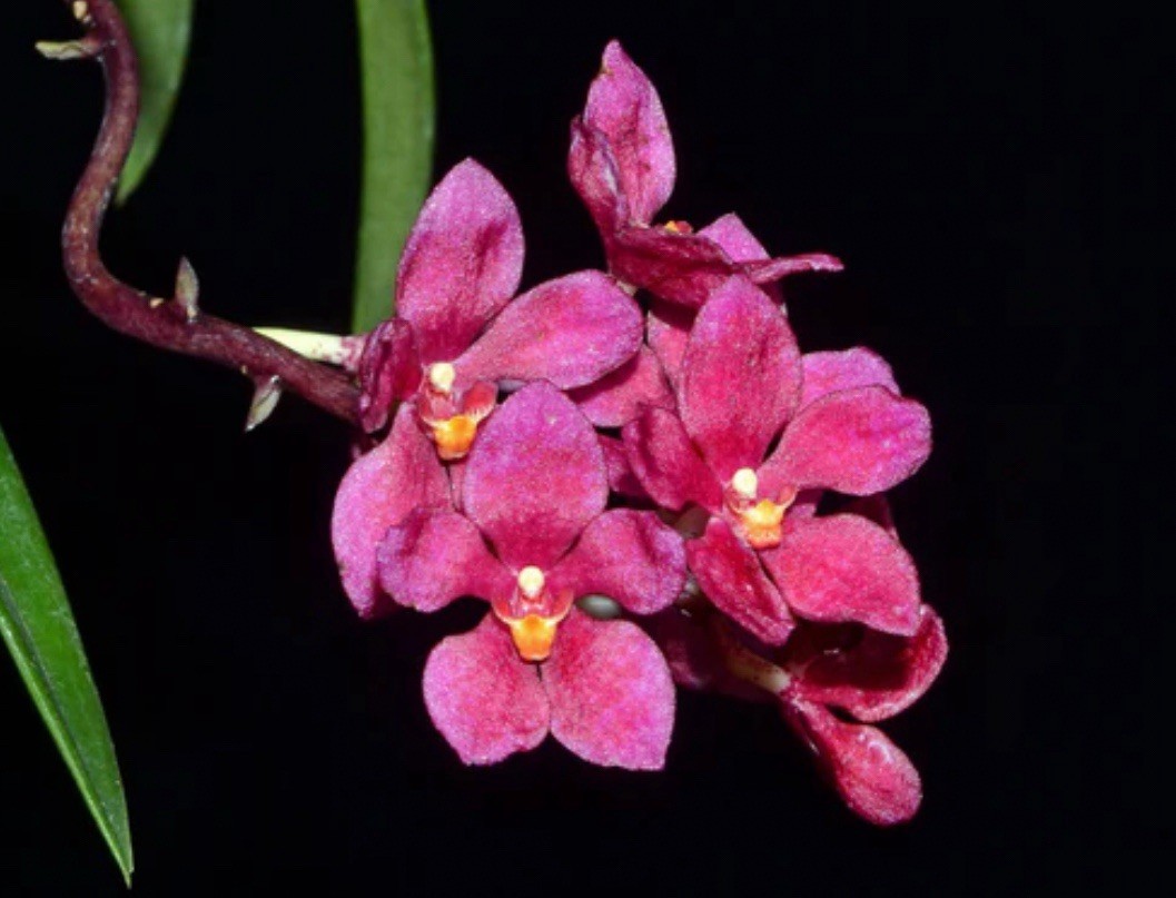 Sarcochilus Newbold Alta Raspberry Pink Orchid Hybrid DIVISIONS 2” Pot (CJ3)