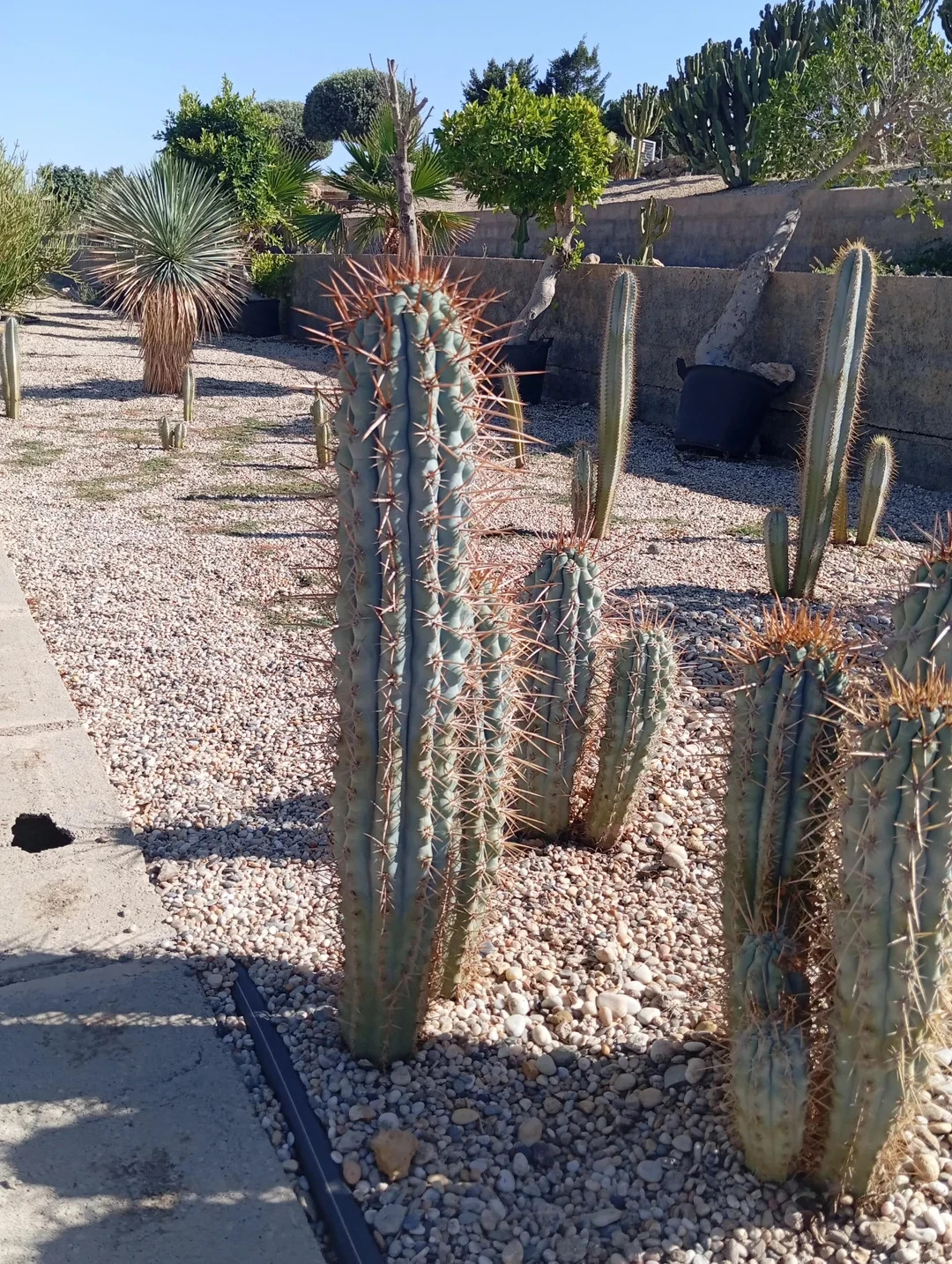 10 ‘BLUE CEREUS” CACTUS SEEDS (Browningia hertlingiana) RARE Tree Like Cacti