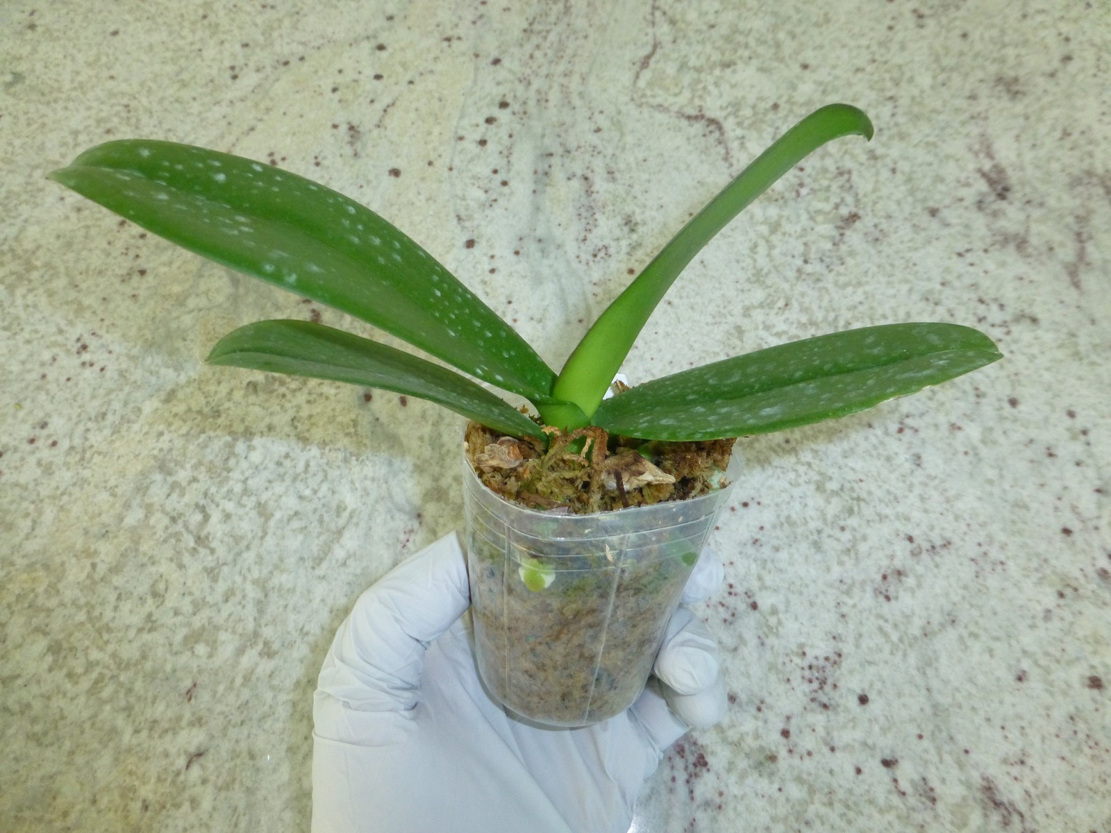 Phalaenopsis Orchid Phal. modern esquire In 2.5″ Pot