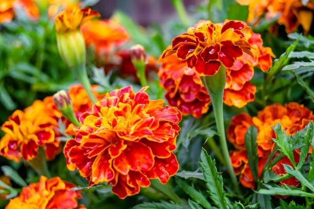 100 SPARKY FRENCH MARIGOLD SEED MIX | SALE FREE SHIPPING NON GMO BUTTERFLIES