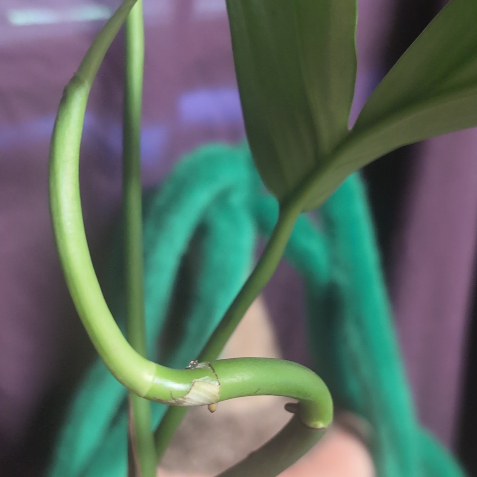 Rhaphidophora Decursiva Dragon Tail Potted Indoor Climbing Houseplant Tropical