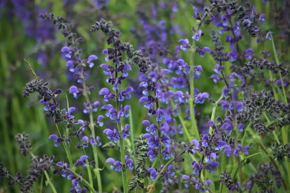 Blue Sage Seeds 100+ Salvia Farinacea Herb NON-GMO PERENNIAL USA FREE SHIPPING