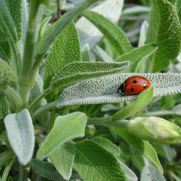 Sage Seeds | Non-GMO | Herb Seeds | Seed Store | Free Shipping | 1167