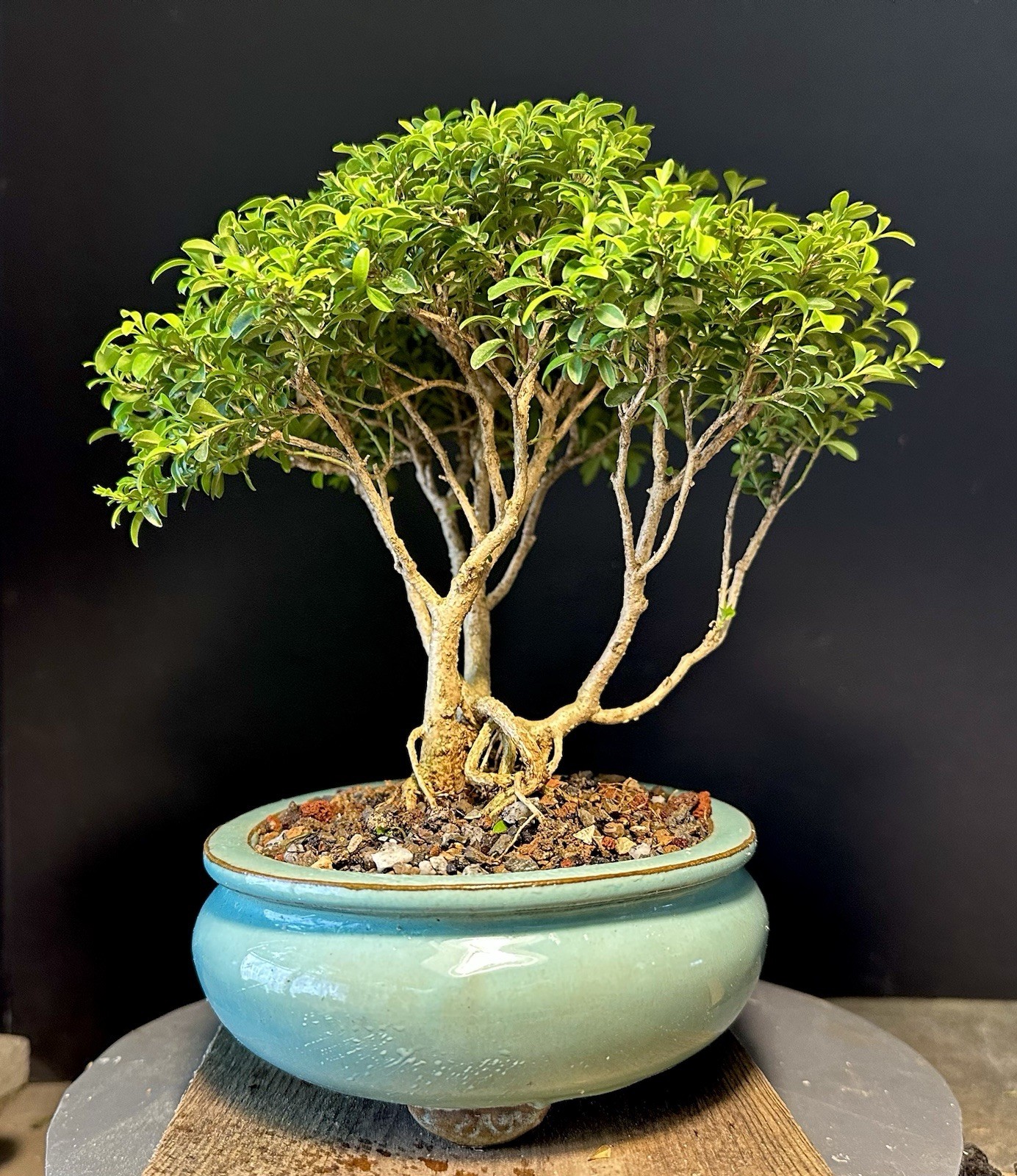 Bonsai Tree Kingsville Boxwood Forest Group 15-20 Years Old, Glazed Chinese Pot