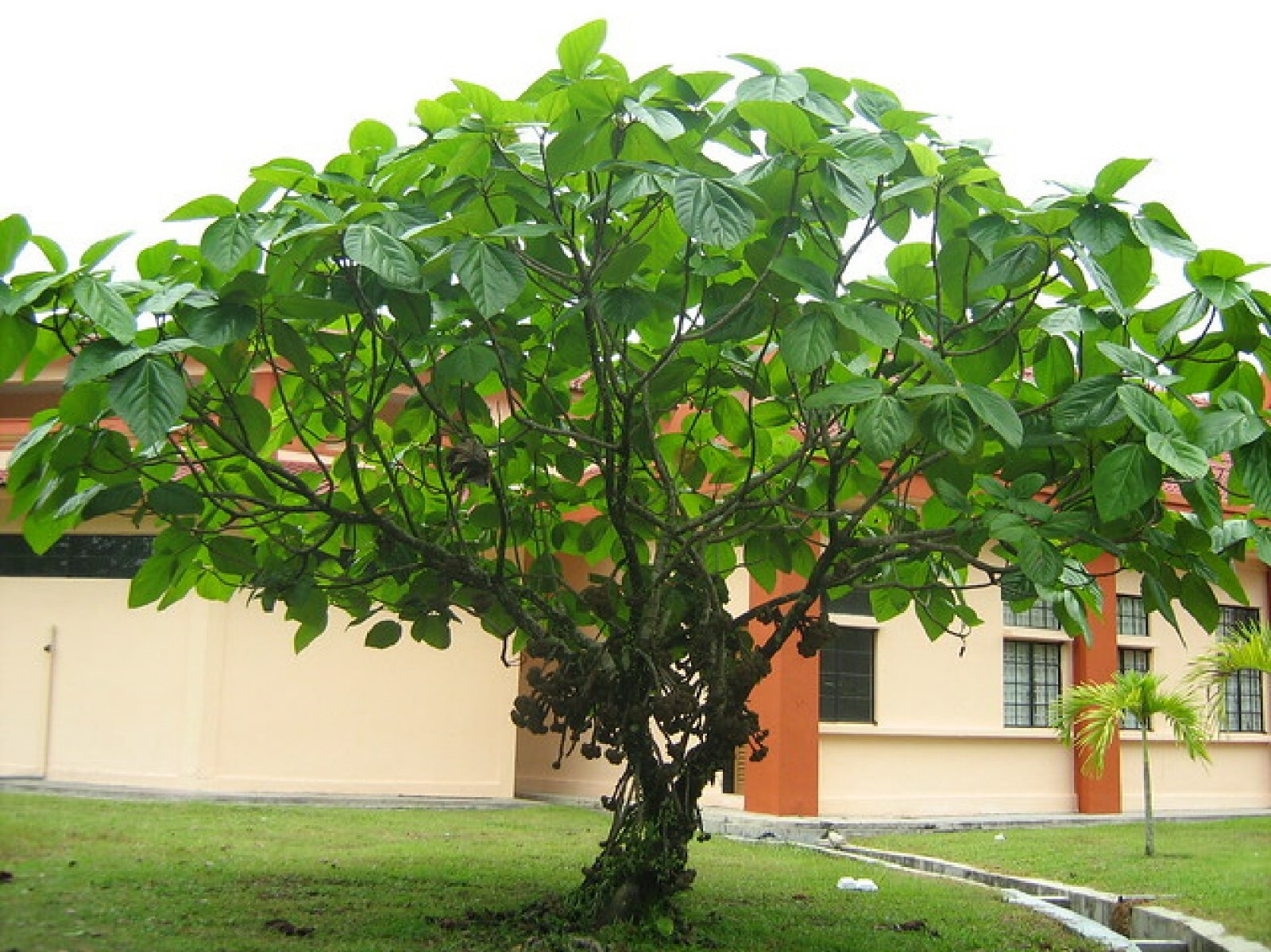 Elephant Ear Fig Tree {Ficus auriculata} Organic 10 seeds Free Shipping!
