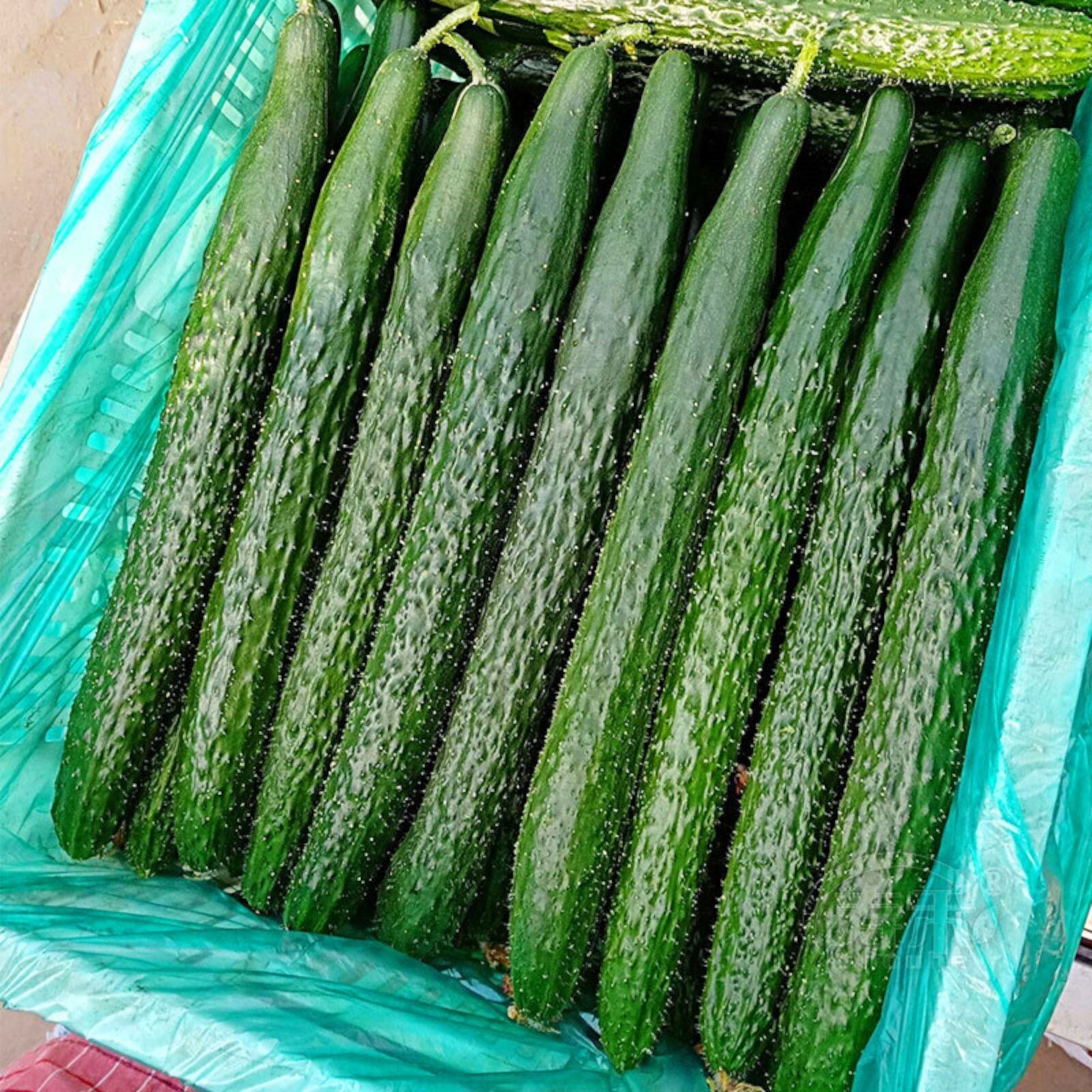 60 Asian Suyo Long Cucumber Seeds – Heirloom, Non-GMO, China Long Hybrid
