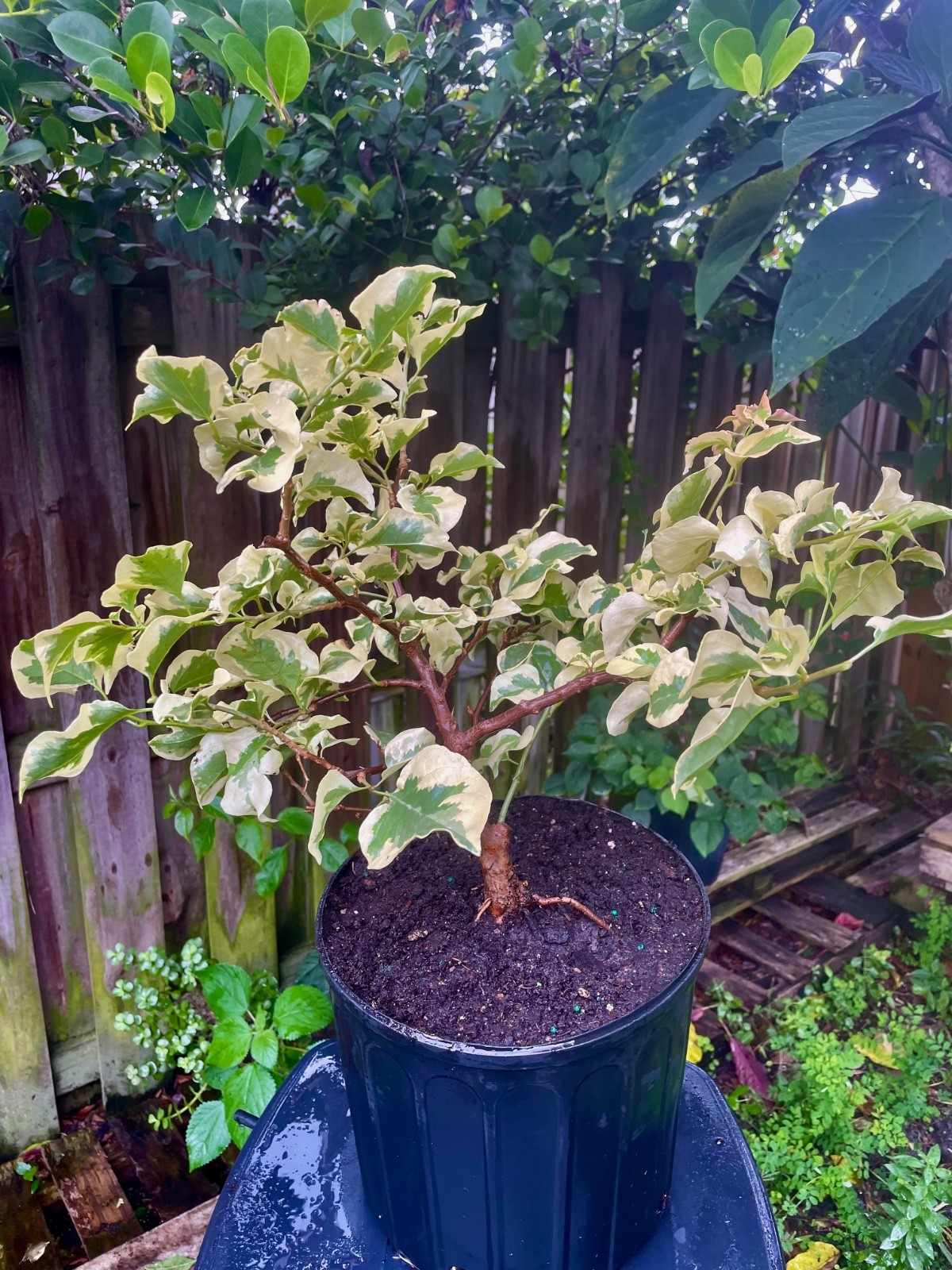 Bonsai Style Pre-bonsai Fuchsia raspberry iceraspber Bougainvillea Tree 6 years