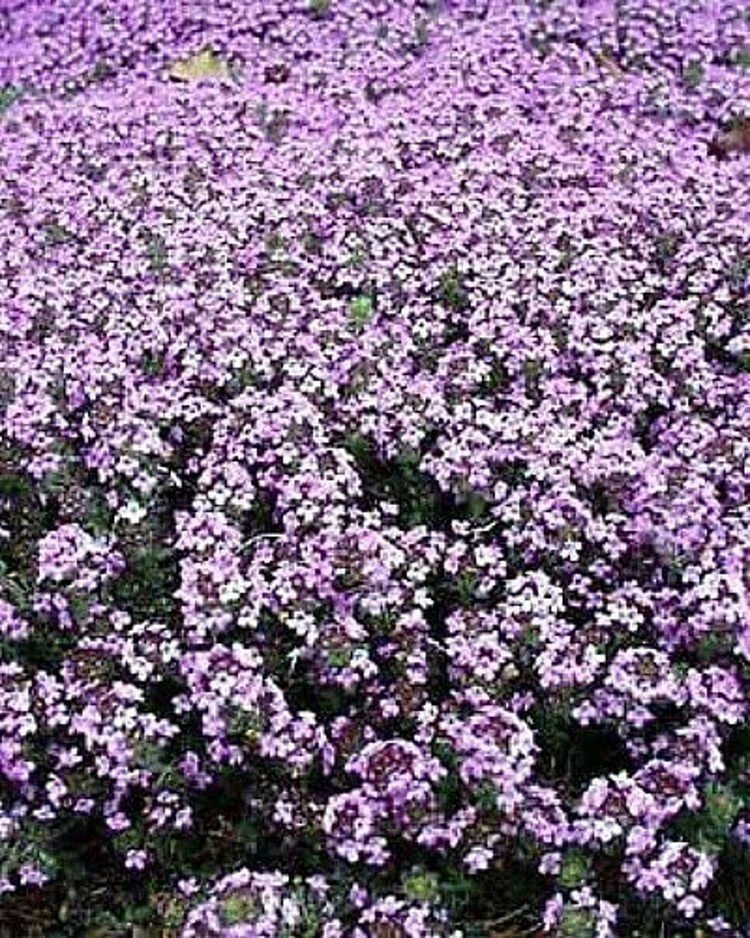 Thyme Elfin Fairy Spicy Fragrance World’s Smallest Outdoor Live Plant 2.5″ Pot