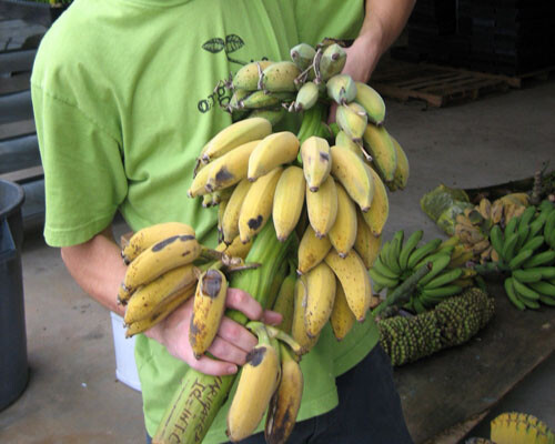 -Musa-ICE CREAM (BLUE JAVA)- Live Banana Tree-SMALL ROOTED STARTER PLANT-