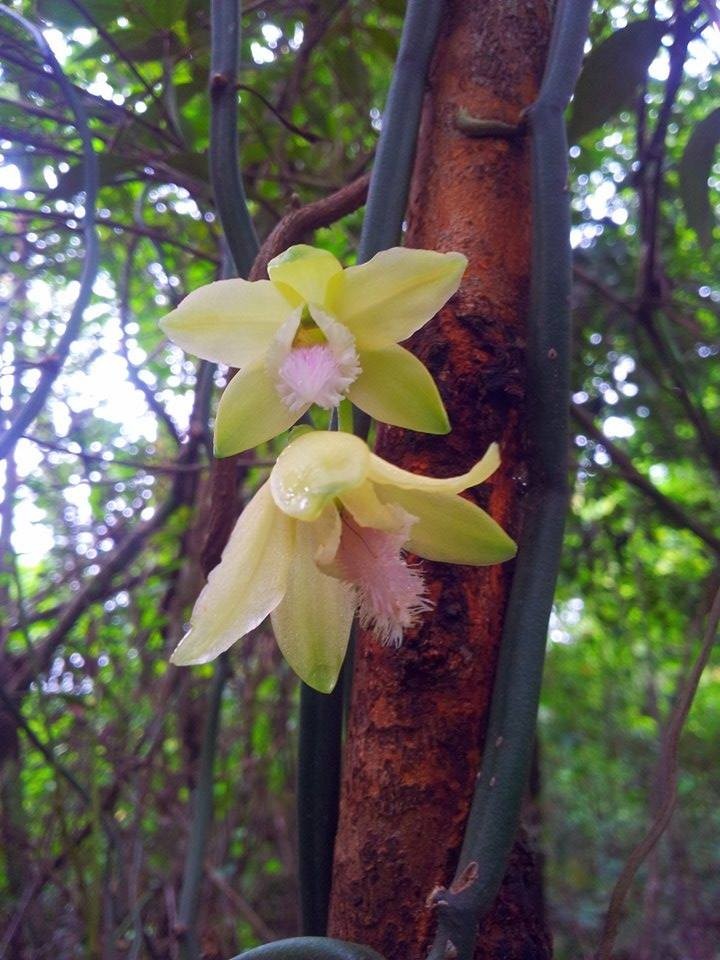 Vanilla Aphylla Leafless Orchid 6″ cutting RARE!