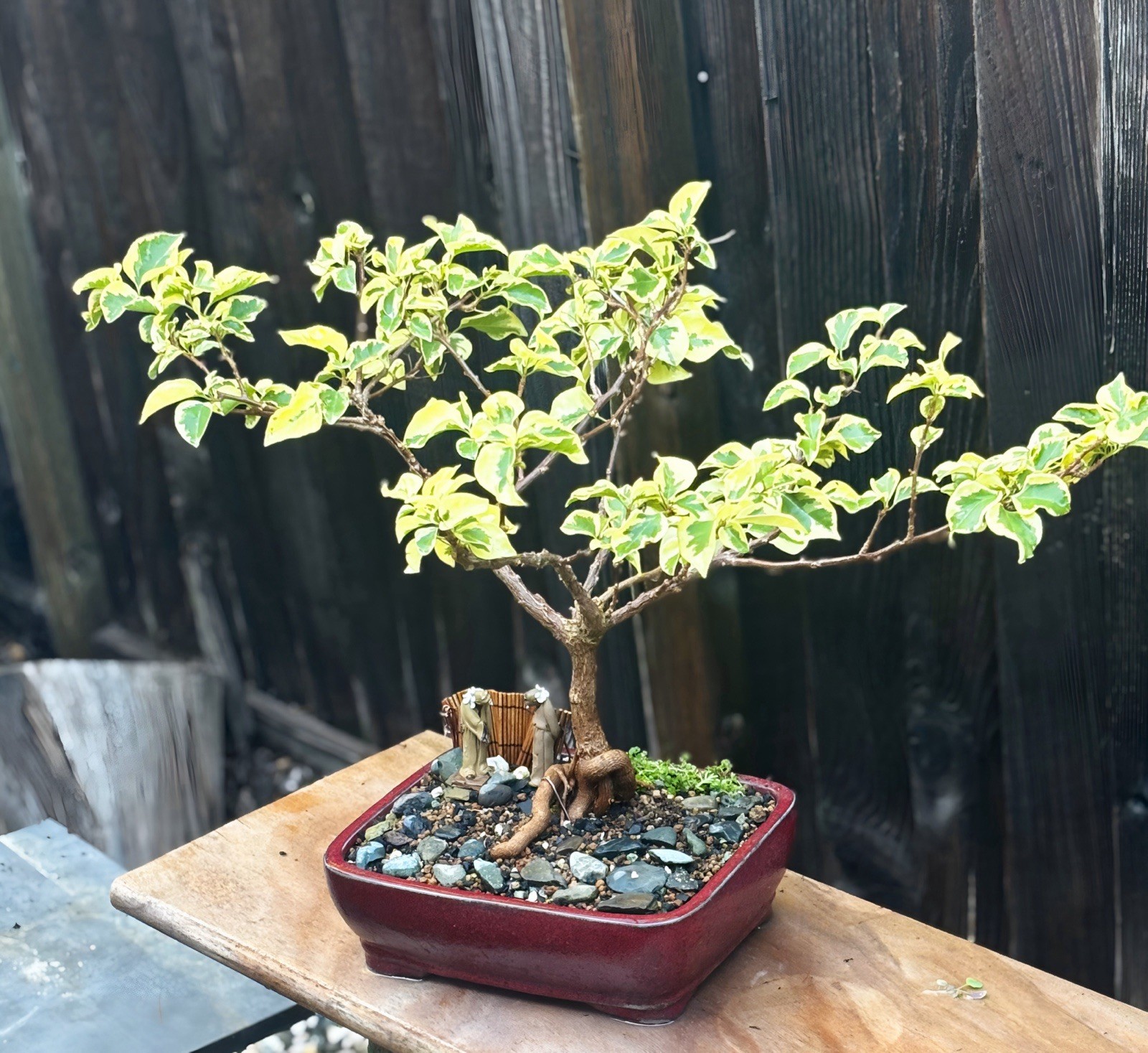 15 Y.O. VARIEGATED BOUGAINVILLEA BONSAI – WHITE & PINK FLOWERS- VERY RARE!