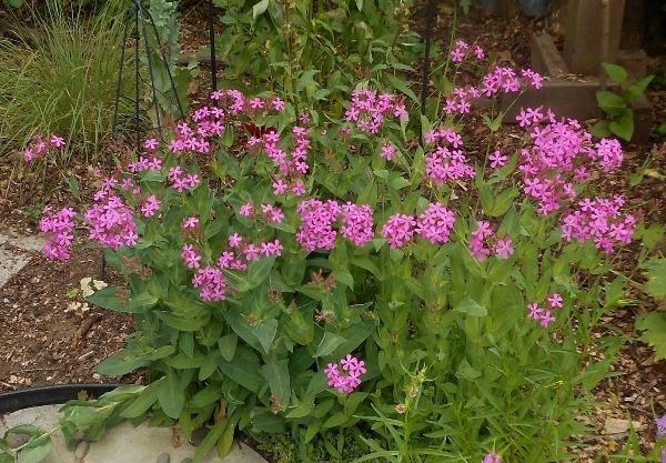 Silene armeria | None-so-Pretty | Sweet William Catchfly | 1000 Seeds