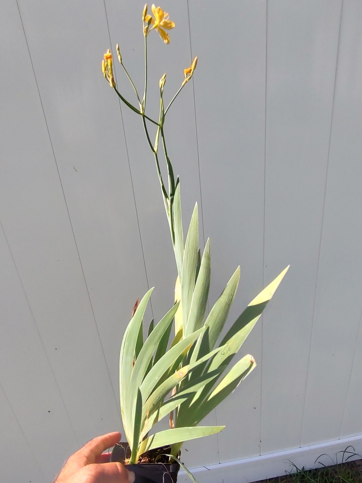 Belamcanda chinensis ‘Hello Yellow’