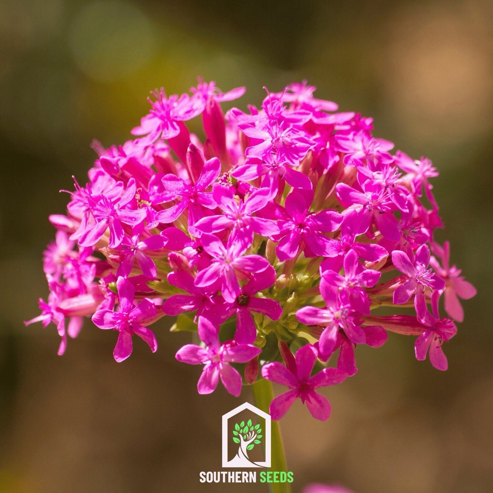Silene Armeria Sweet William Catchfly / None so Pretty Catchfly 20+ seeds