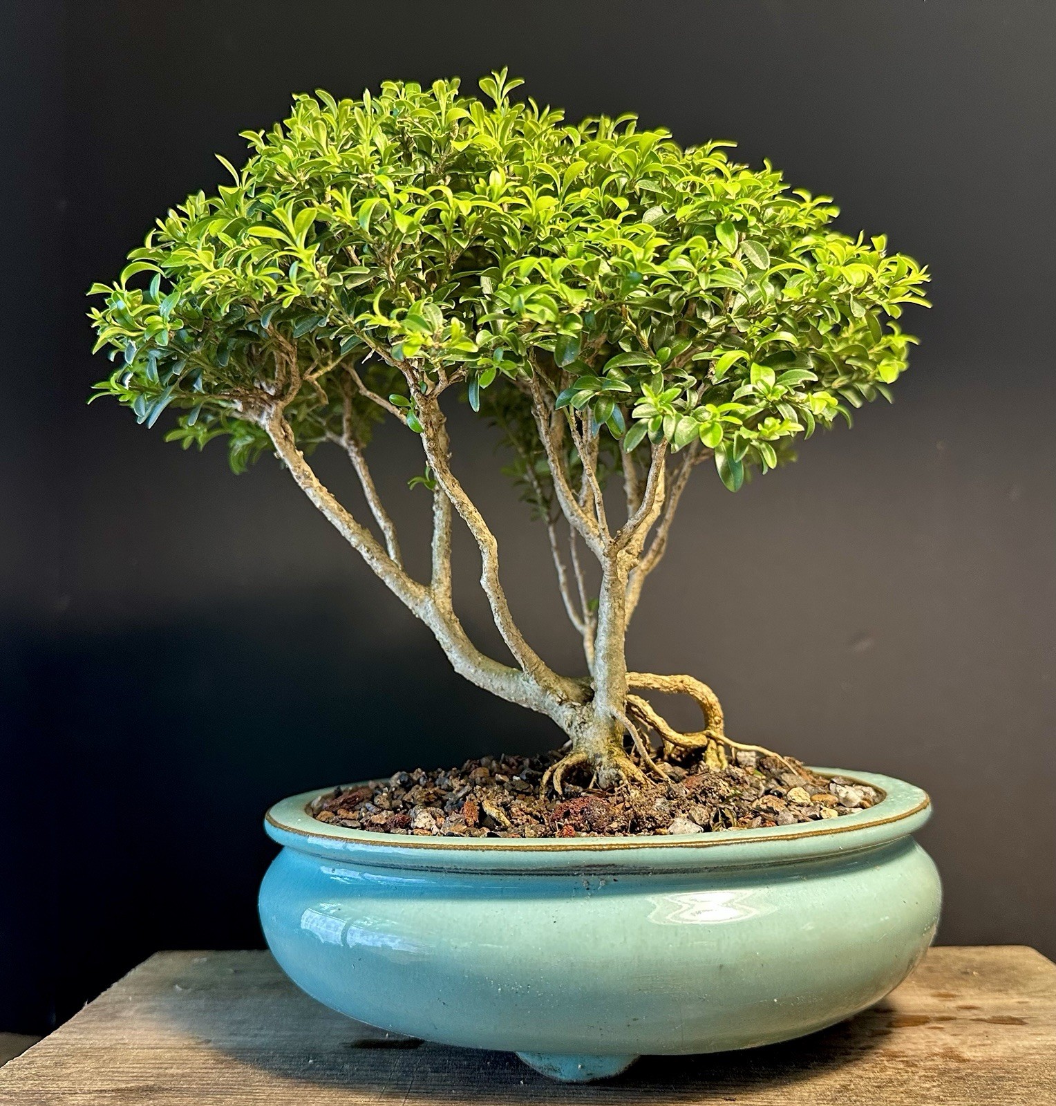 Bonsai Tree Kingsville Boxwood Forest Group 15-20 Years Old, Glazed Chinese Pot