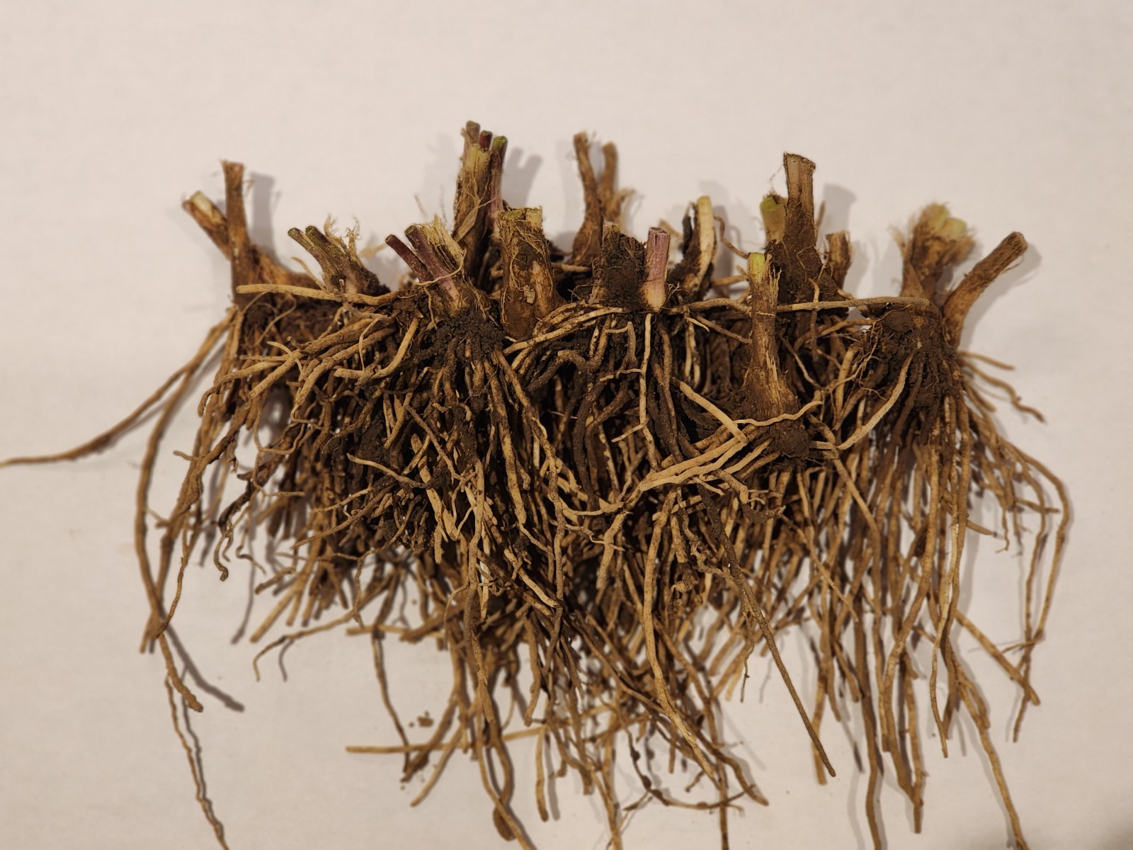 30+ Organic Garlic Chive Bare Root Plants, Hardy Perennia,l Rapidly Multiplying