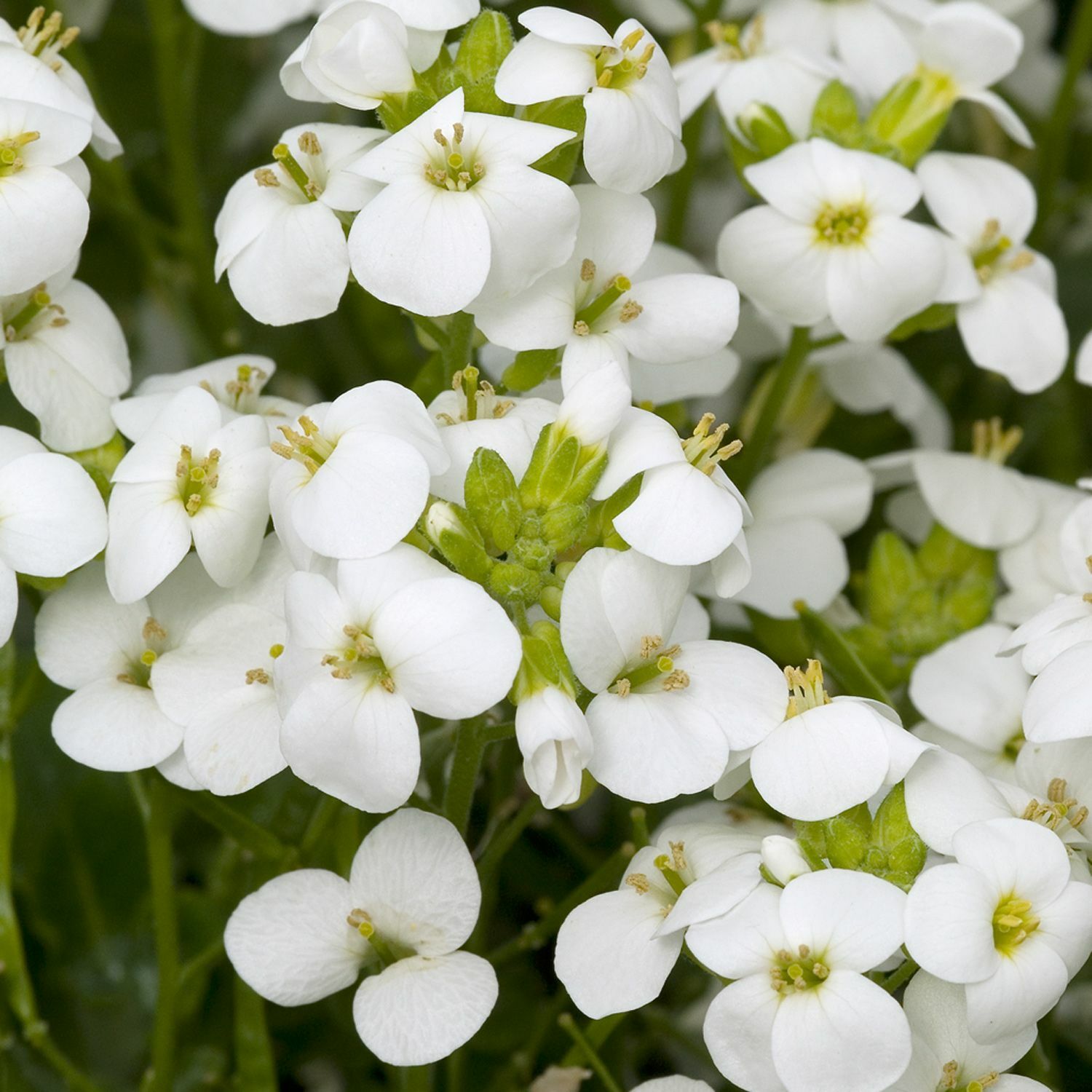 200+ White Rock Cress Arabis Alpina Seeds | Perennial Groundcover USA Ships Free