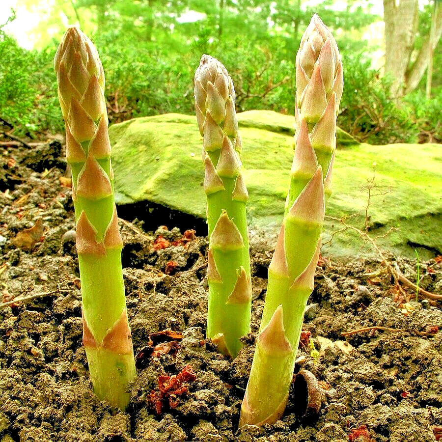 ASPARAGUS SEEDS 25 PERENNIAL AUTUMN GARDEN VEGETABLE HEIRLOOM NON-GMO USA