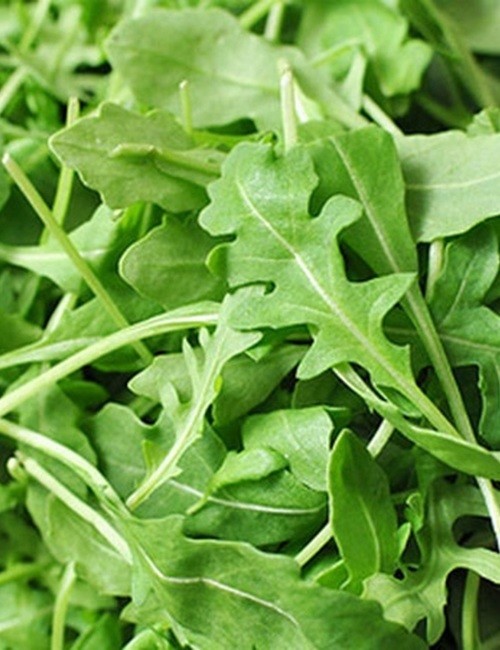 Roquette Arugula Seeds, Rocket, Colewort, Slow Bolt, NON-GMO, FREE SHIPPING