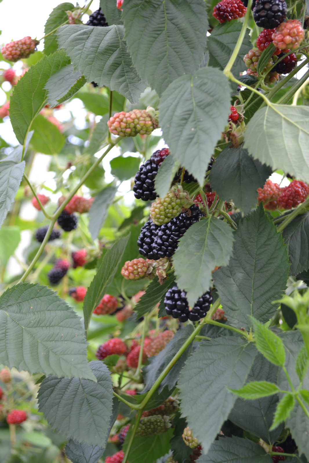 3 Natchez Thornless Blackberry – Rubus – Starter Plug