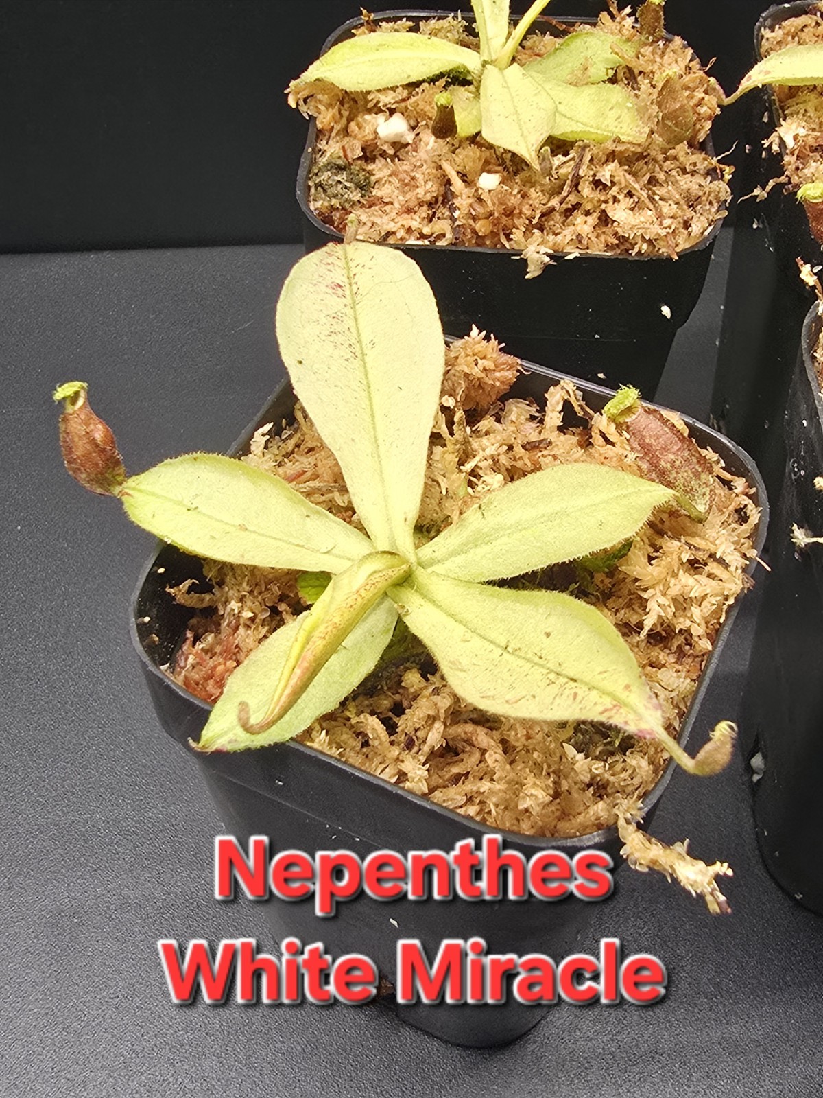 Nepenthes “White Miracle” – Potted and Ready To Ship