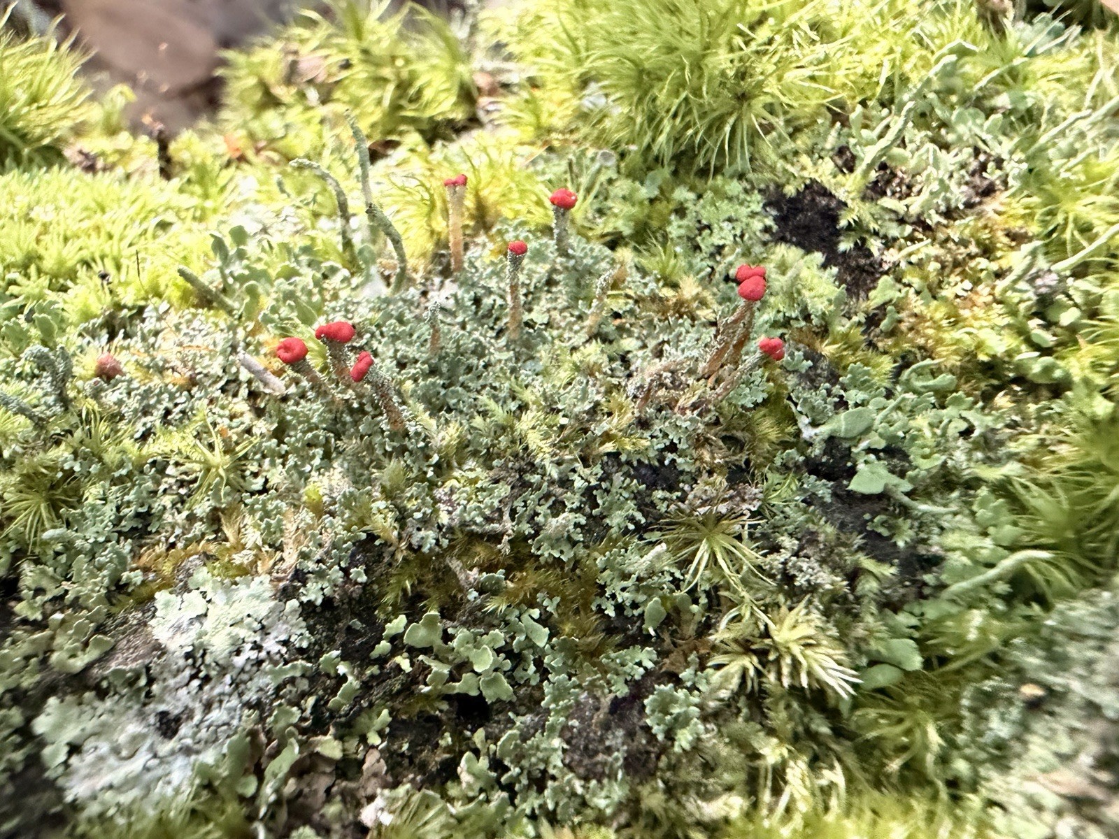 Green Outdoor Red British Soldier Lichen Moss Cutting, Evergreen Mat-Forming,