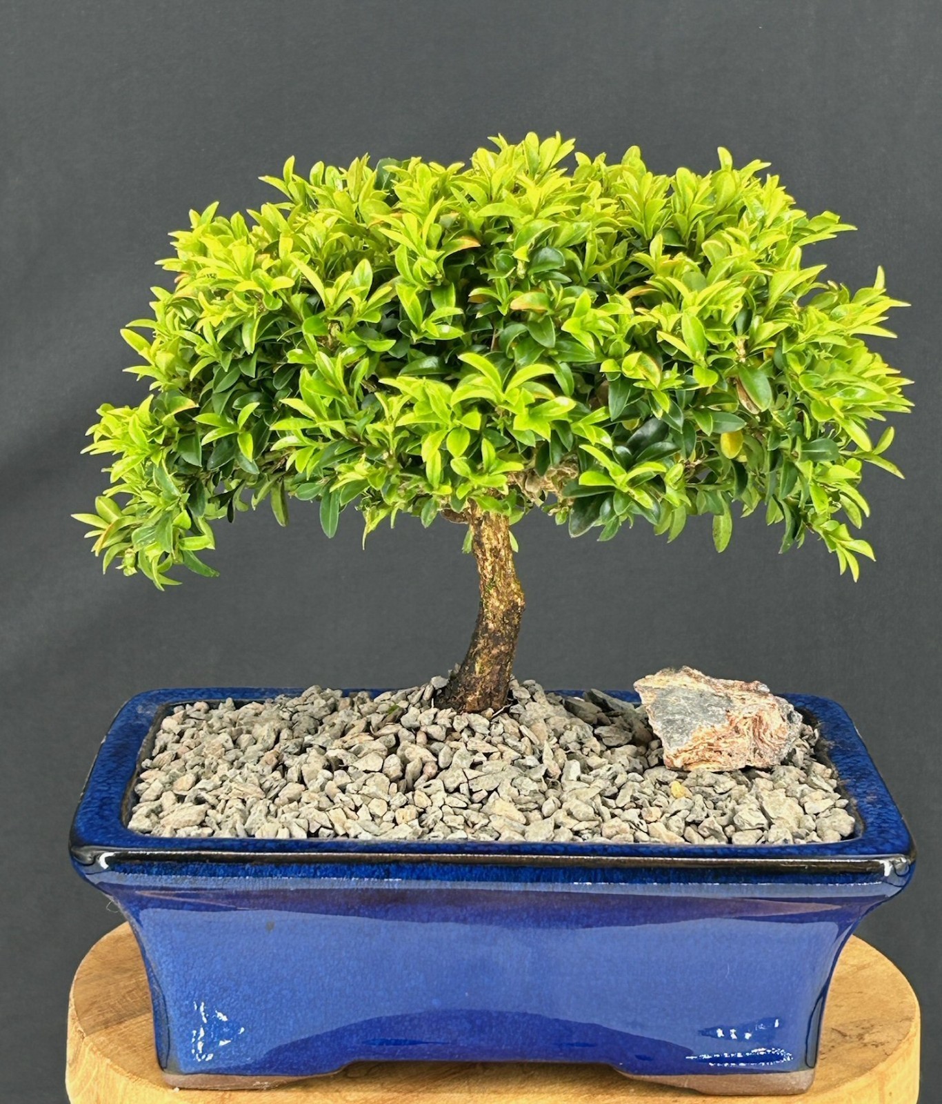Littleleaf Boxwood Bonsai Tree 7″H Indoor Buxus microphylla Compacta Great Gift