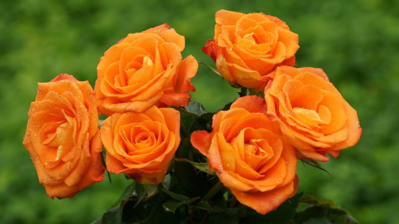 Orange Rose Bush 20 or 100 Seeds~Rare-Free Shipping-USA Seller