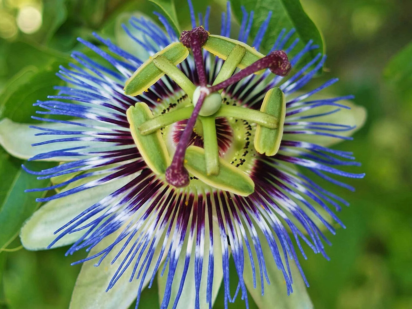 ~HARDY BLUE CROWN~ Passiflora caerulea Passion Flower~SMALL ROOTED STARTER PLANT