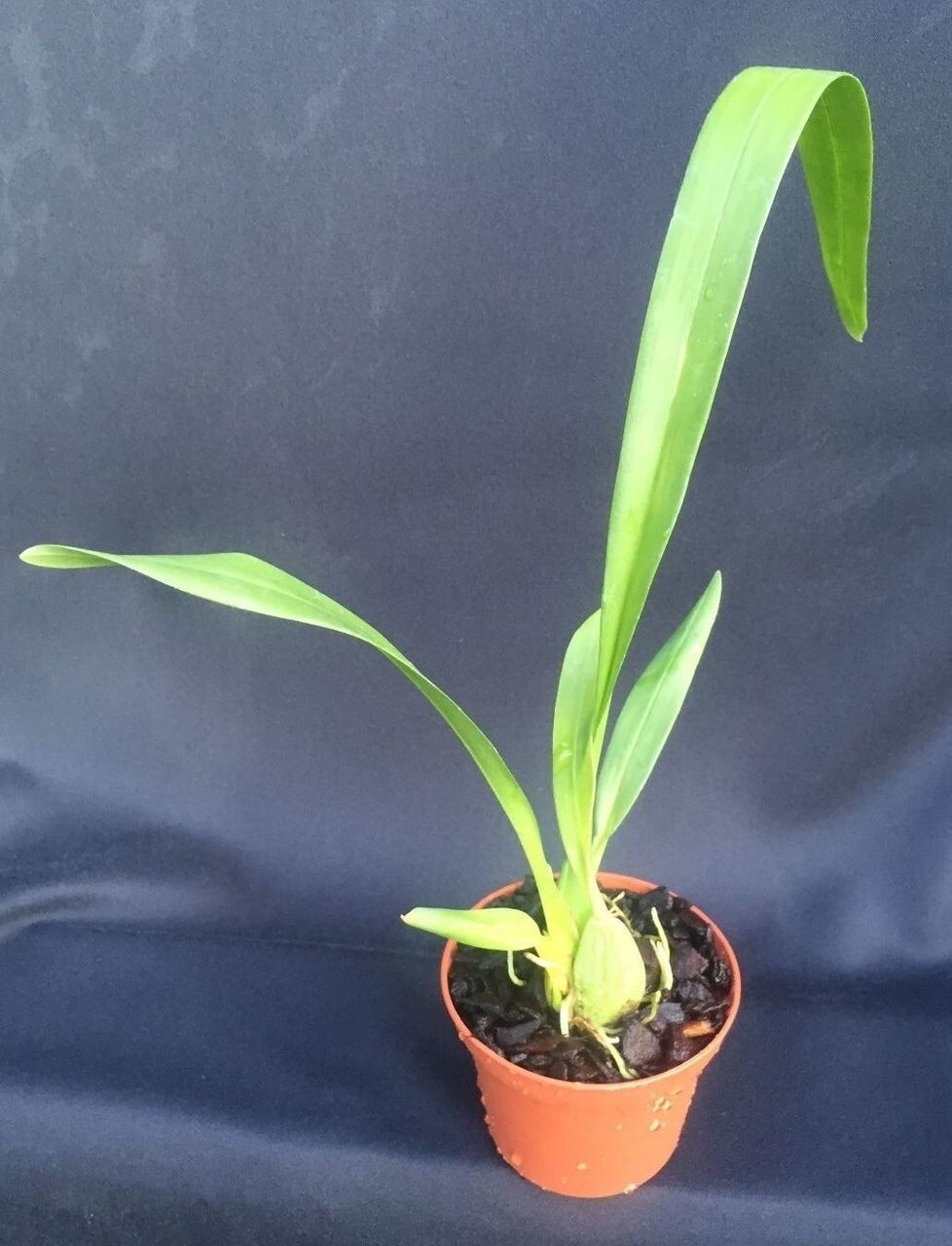 Oncidium Rex’s Luck ‘Firefly’. Orchid Plant Shipped in 2.5″ Pot