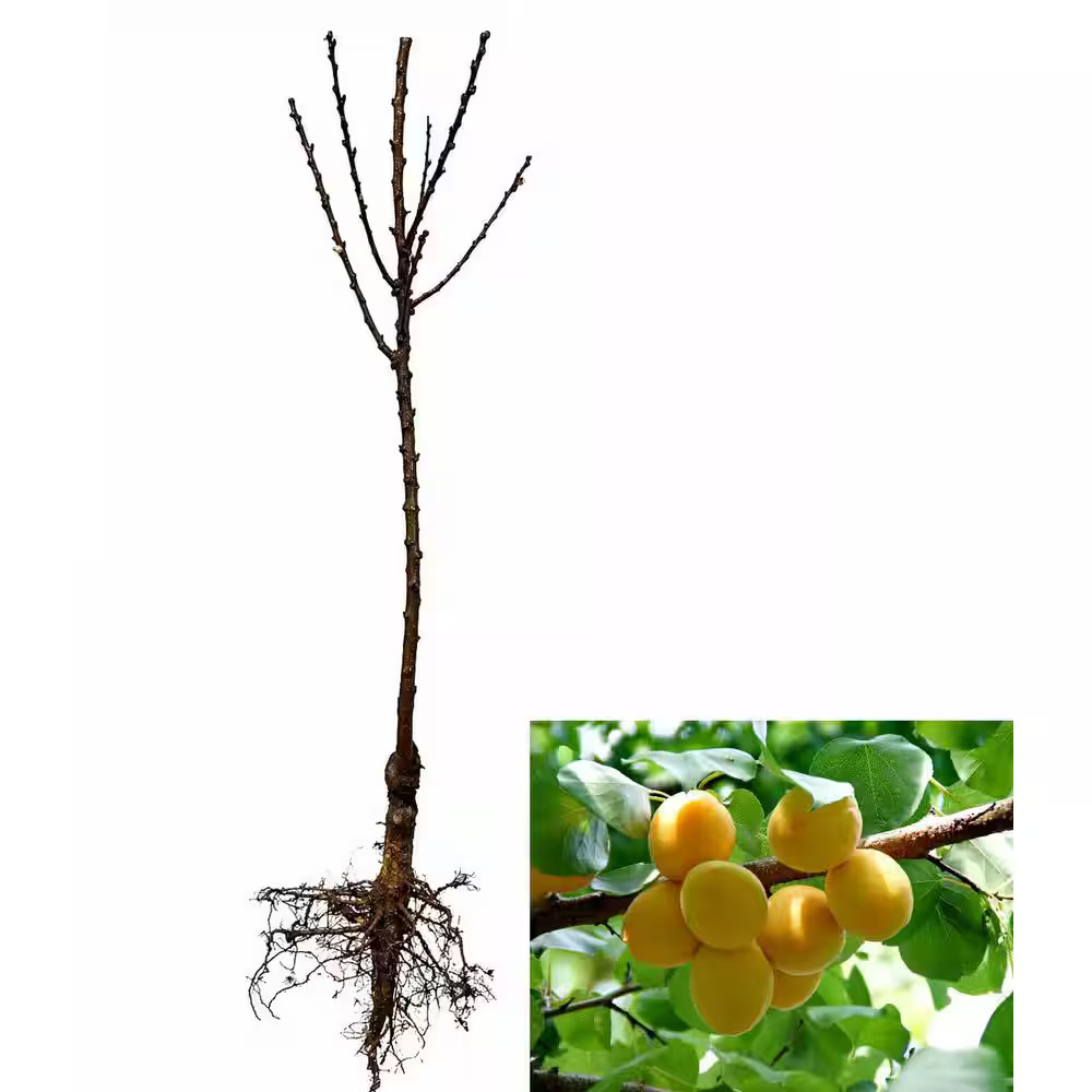 Dwarf Puget Gold Apricot Tree (Bare-Root, 3-4 Ft.)