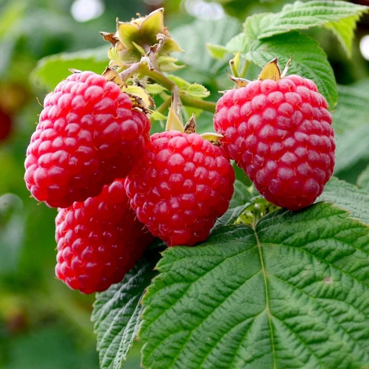 600+ Mix Color Raspberry Seeds for Planting – Non-Gmo Heirloom Fruit Seed for Ho