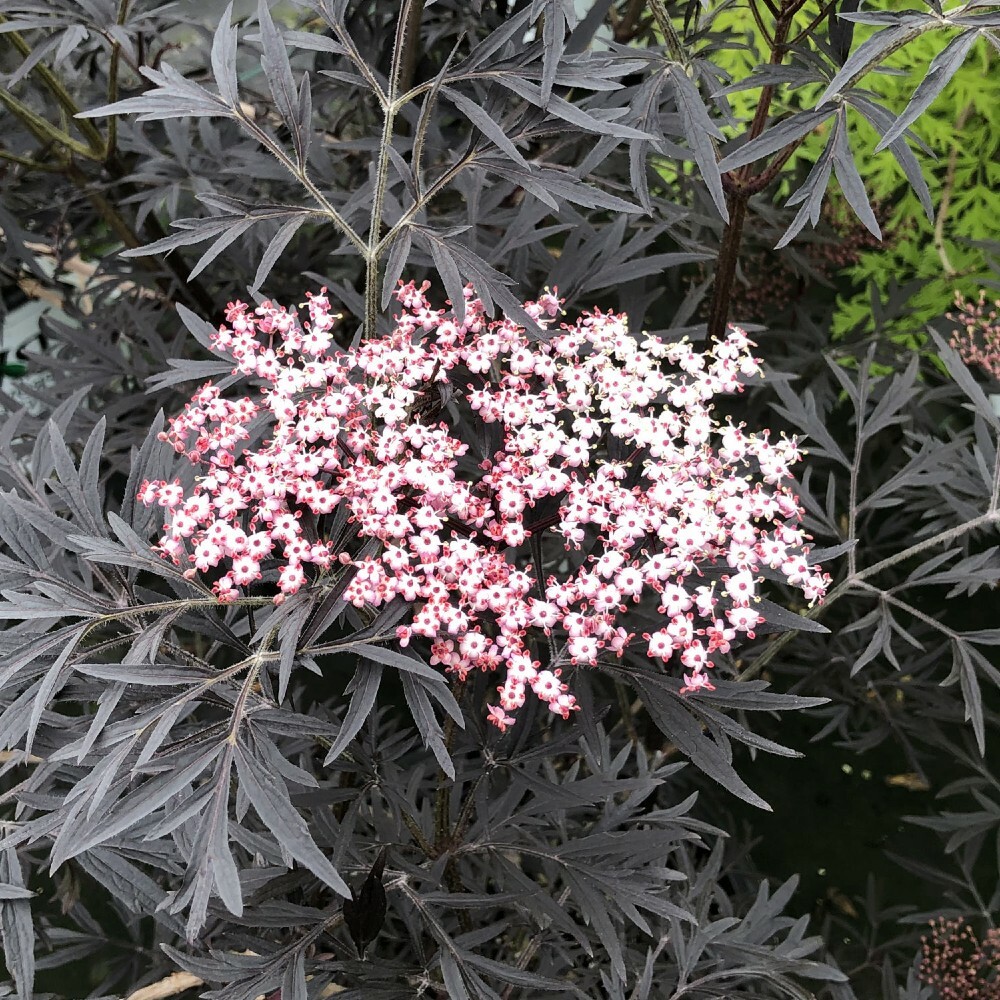 Sambucus Nigra Black Lace Elderberry Hardy Live Plant Proven Winners 4″ Pot Yard