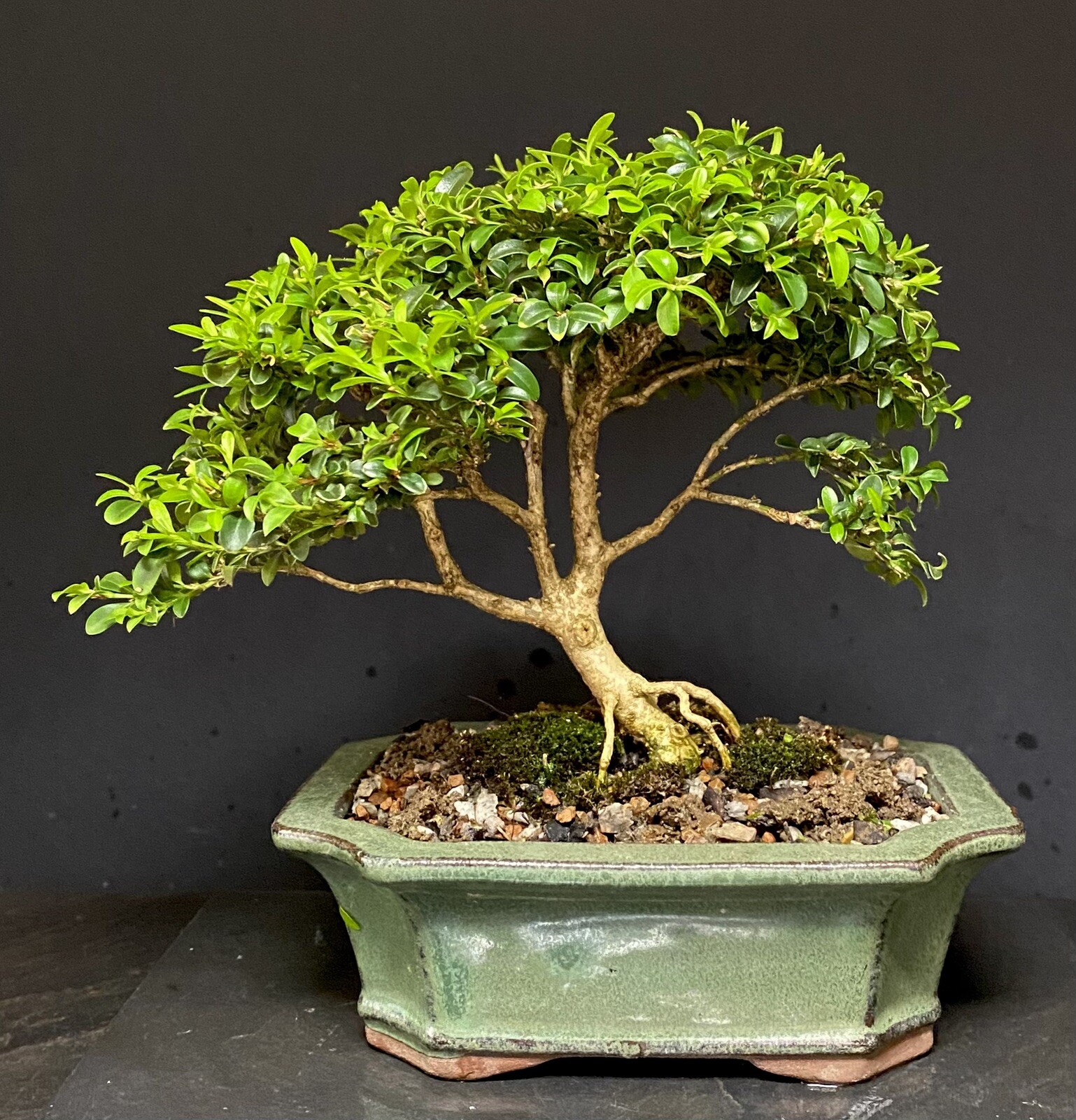Bonsai Tree Kingsville Boxwood 7 1/4” Tall, 10-14 Years Old, Glazed Chinese Pot
