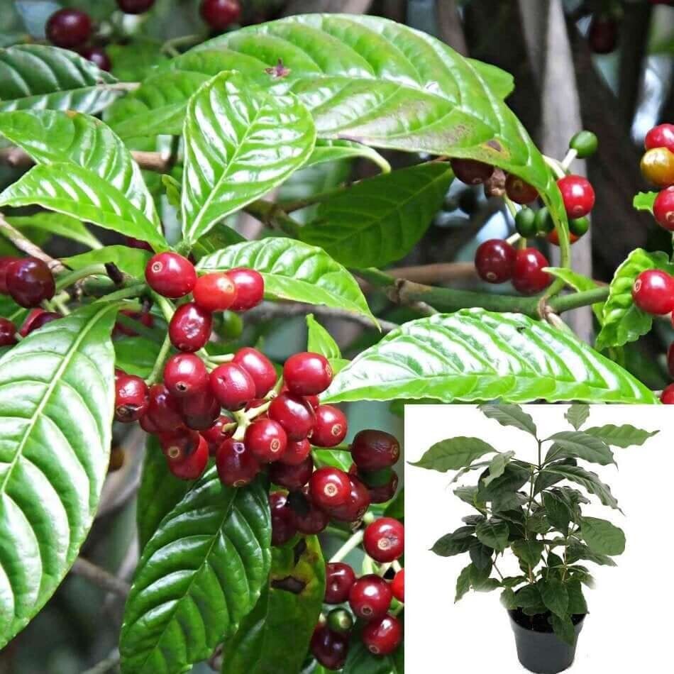 Coffee Arabica 4Inches Pot Plant Coffeae Arabica Arabian cafe live Plant