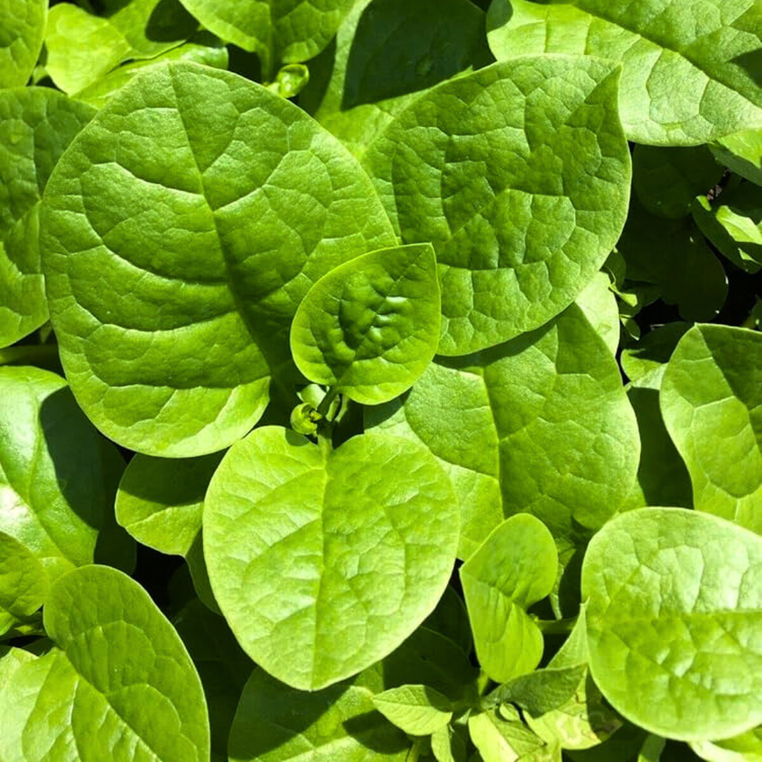 Fresh Green Malabar Spinach Seed | Mong Toi | Heirloom Non-GMO | Asian Vegetable