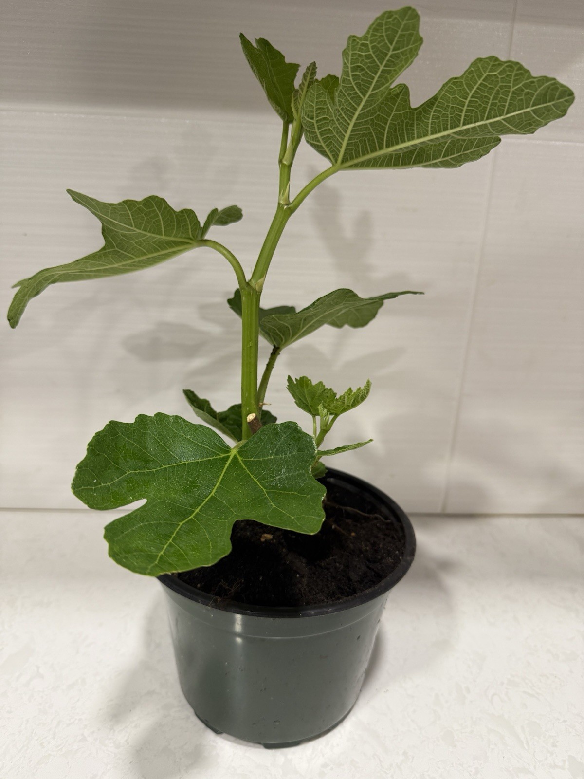 Fig Tree Golden Riverside Live Rooted 2-years Plant Cold Hardy Quick