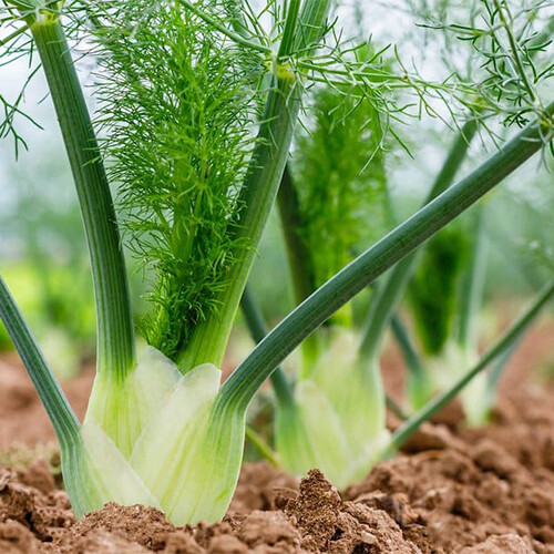 Florence Fennel Seeds | Heirloom – Non-GMO | Free Shipping | Herb Seeds | 1140