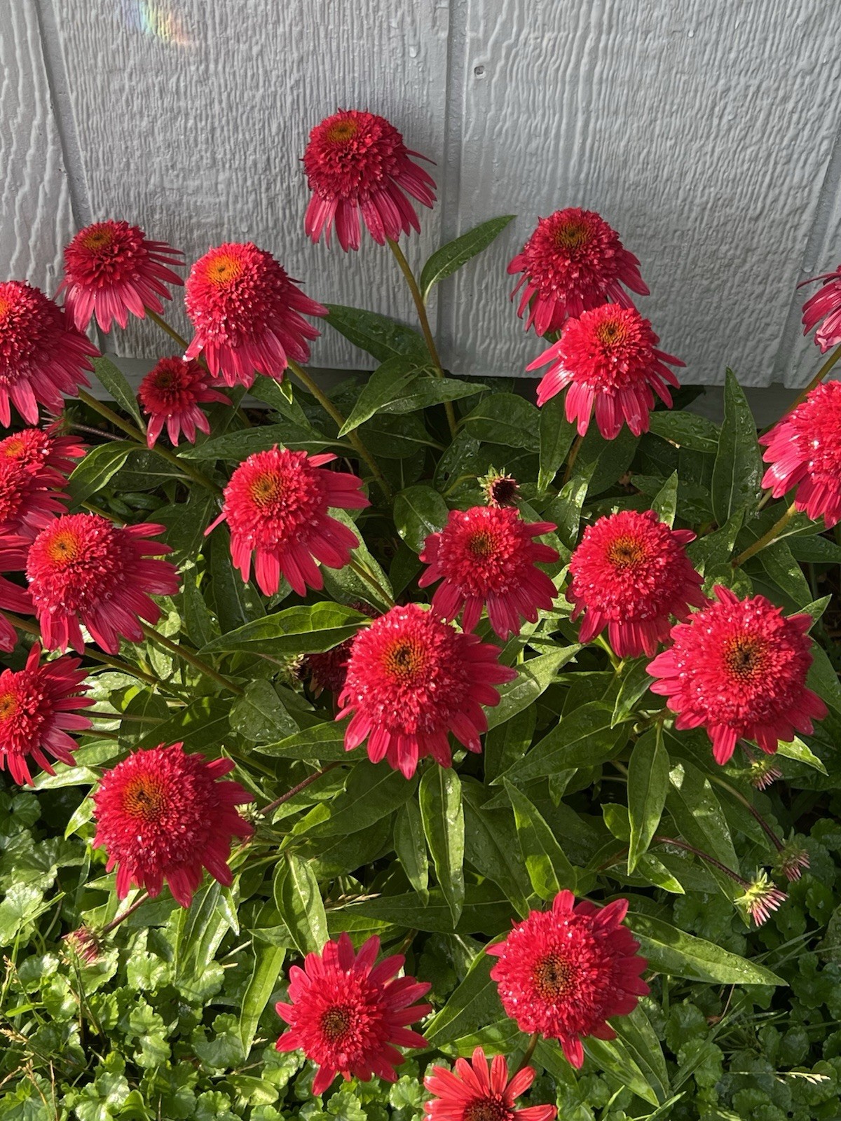 Coneflower Double Coded Raspberry Beret Seeds – NON-GMO – Free Shipping