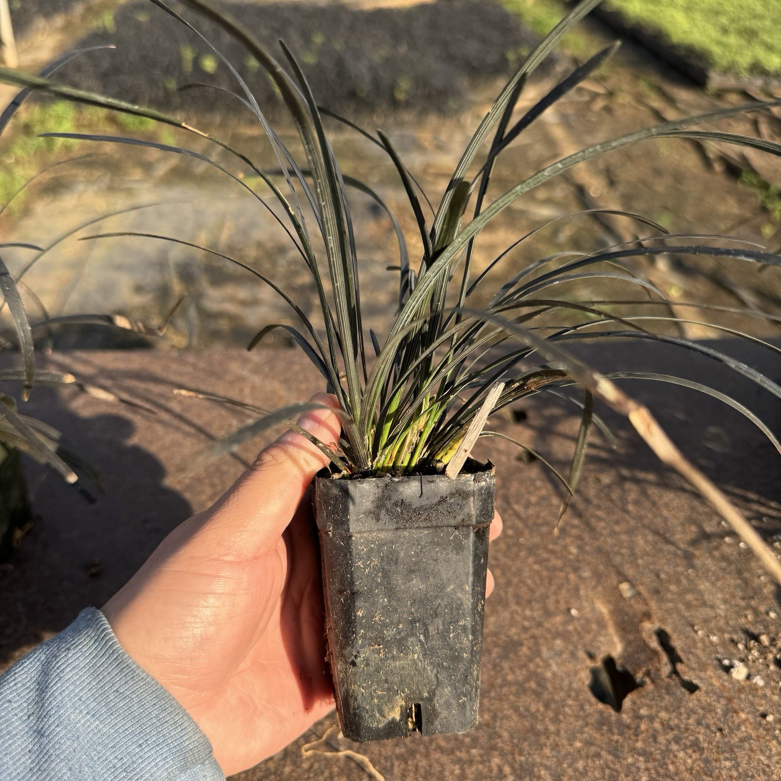 3-PACK, Black Mondo Grass, Ophiopogon planiscapus ‘Nigrescens’, 3 Live Plants