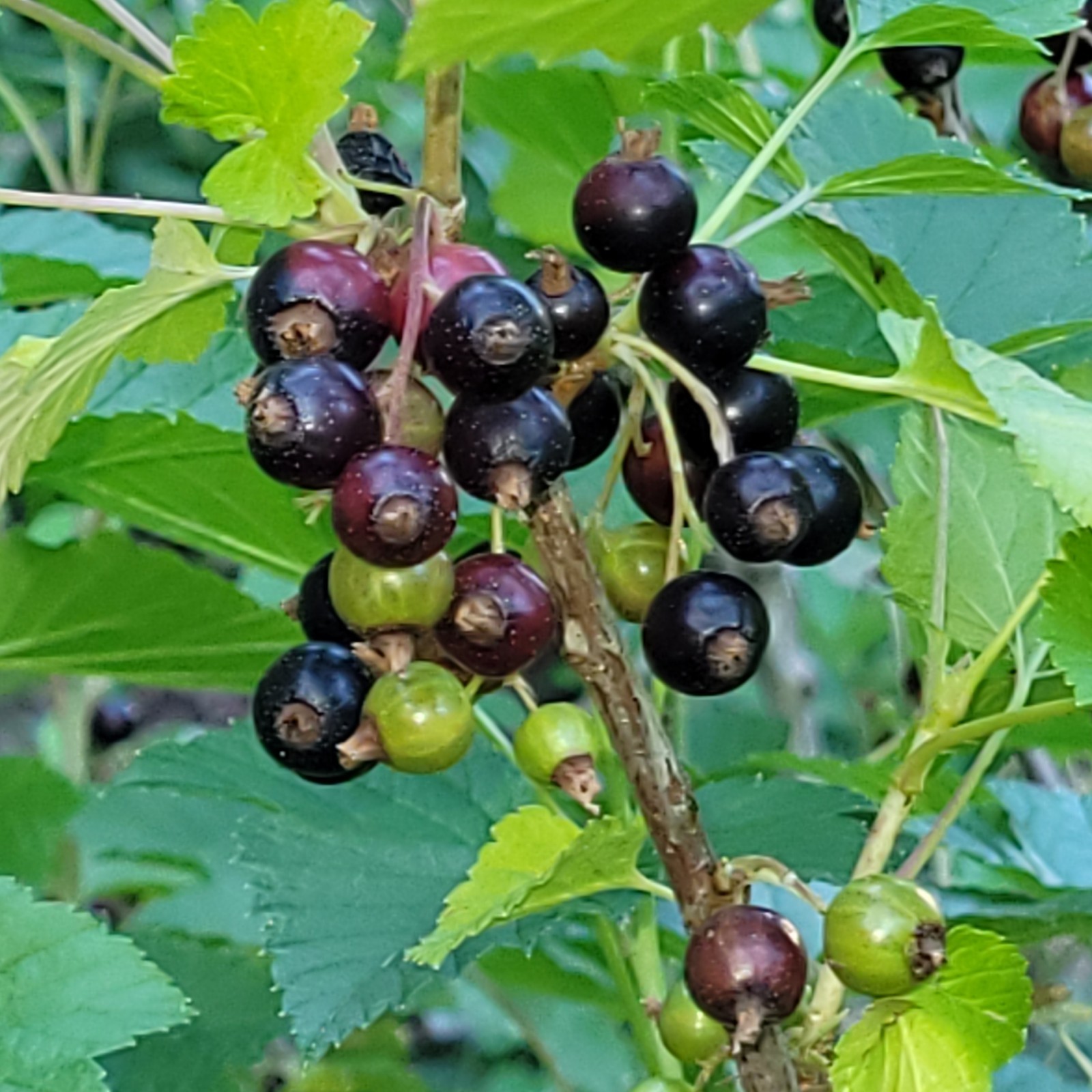 2 Pink 2 Black 2 Red Currant Fresh Cuttings Unrooted 6″-9″ Zones 3-8 Hardy