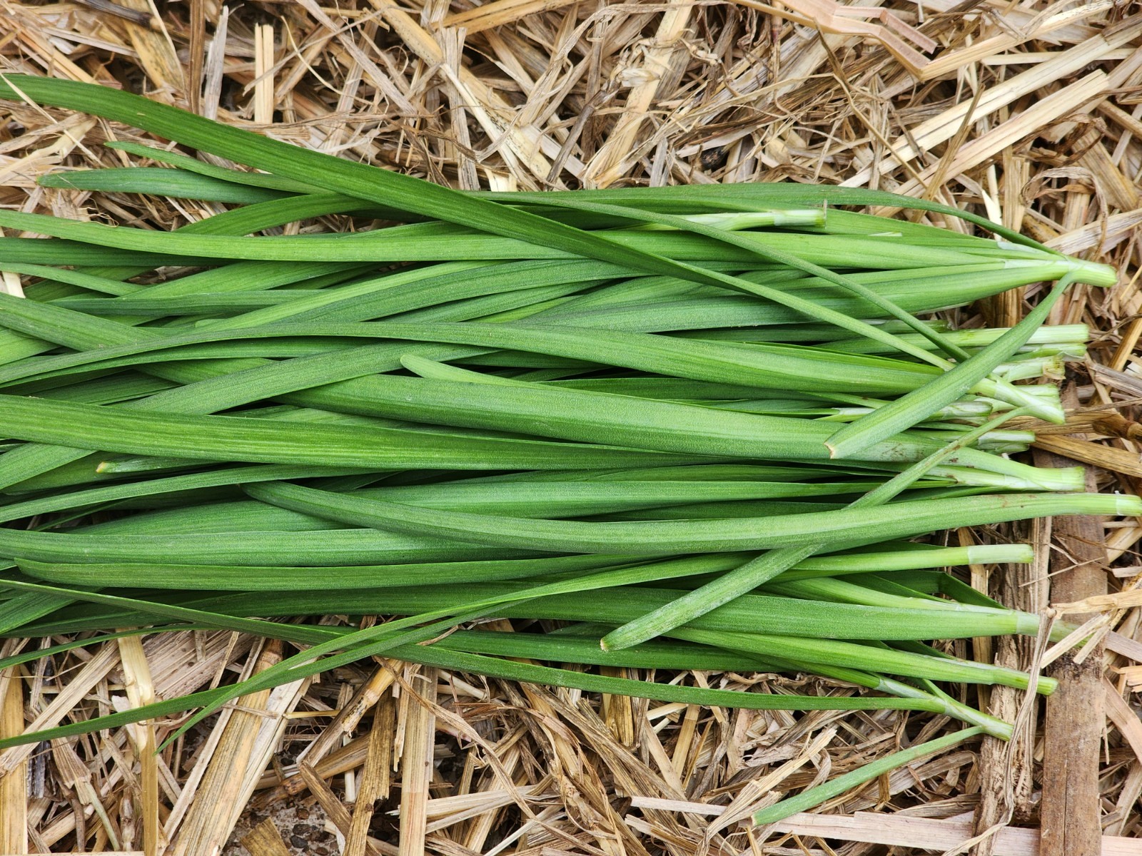 30+ Organic Garlic Chive Bare Root Plants, Hardy Perennia,l Rapidly Multiplying
