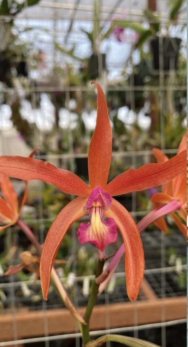Cattleya mixta X Laelia splendida Orange Raspberry Orchid Eros Hybrid 5.5” Pot