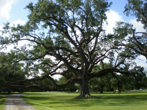 Quercus virginiana Southern Live Oak Tree Seedling 8+ Inches Tall Rooted Plant