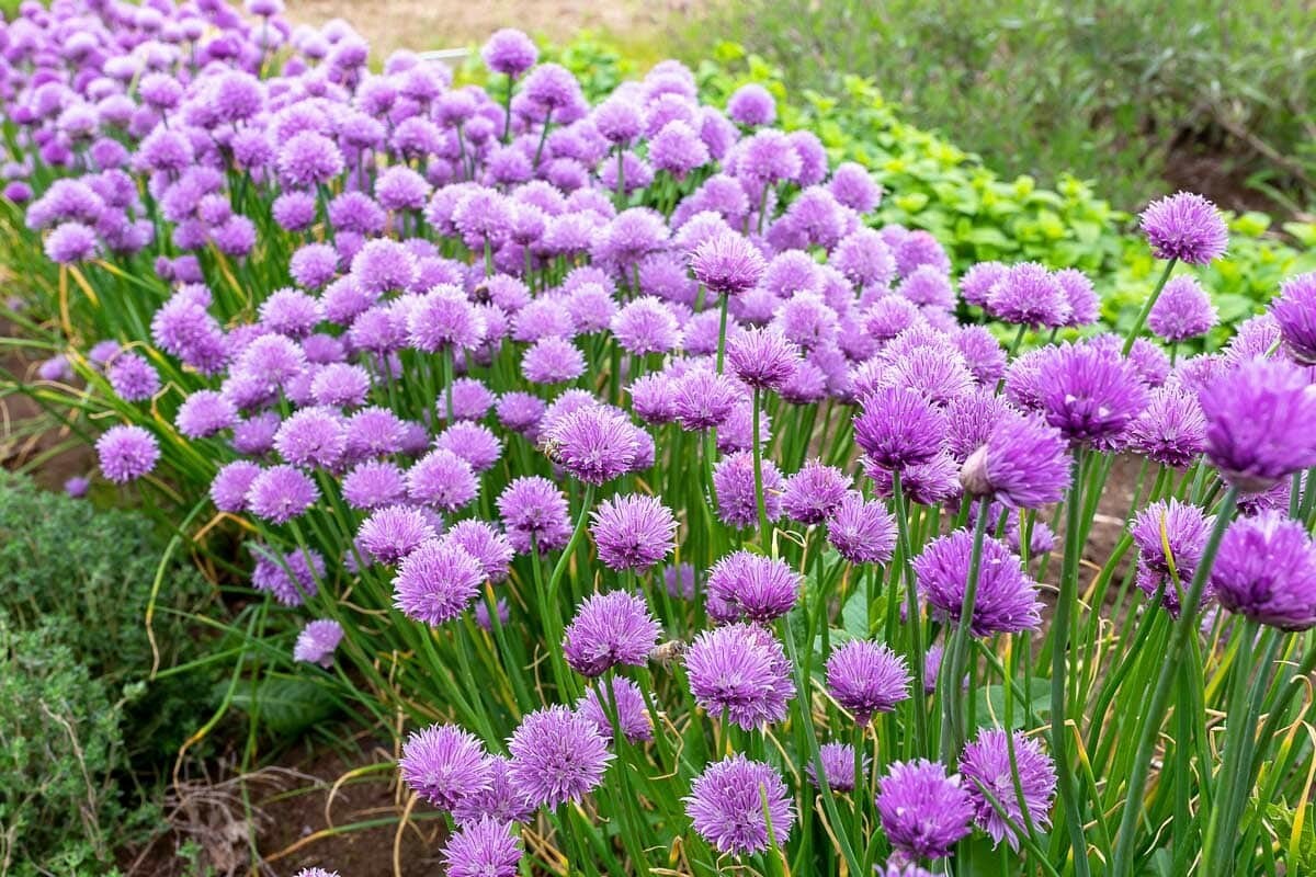 150 CHIVE / CHIVES HERB SEEDS ~ heirloomseedguy ~ 2026 ~ NON-GMO