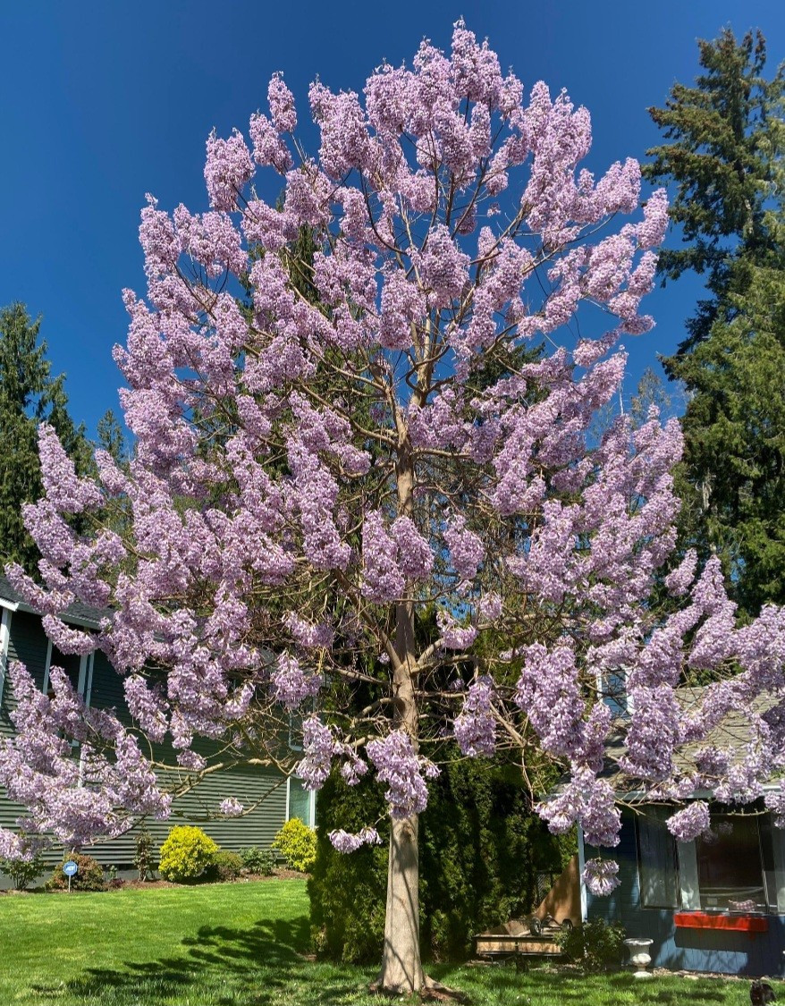 100+ Royal Empress Paulownia tomentosa Seeds – FASTEST GROWING TREE in the WORLD