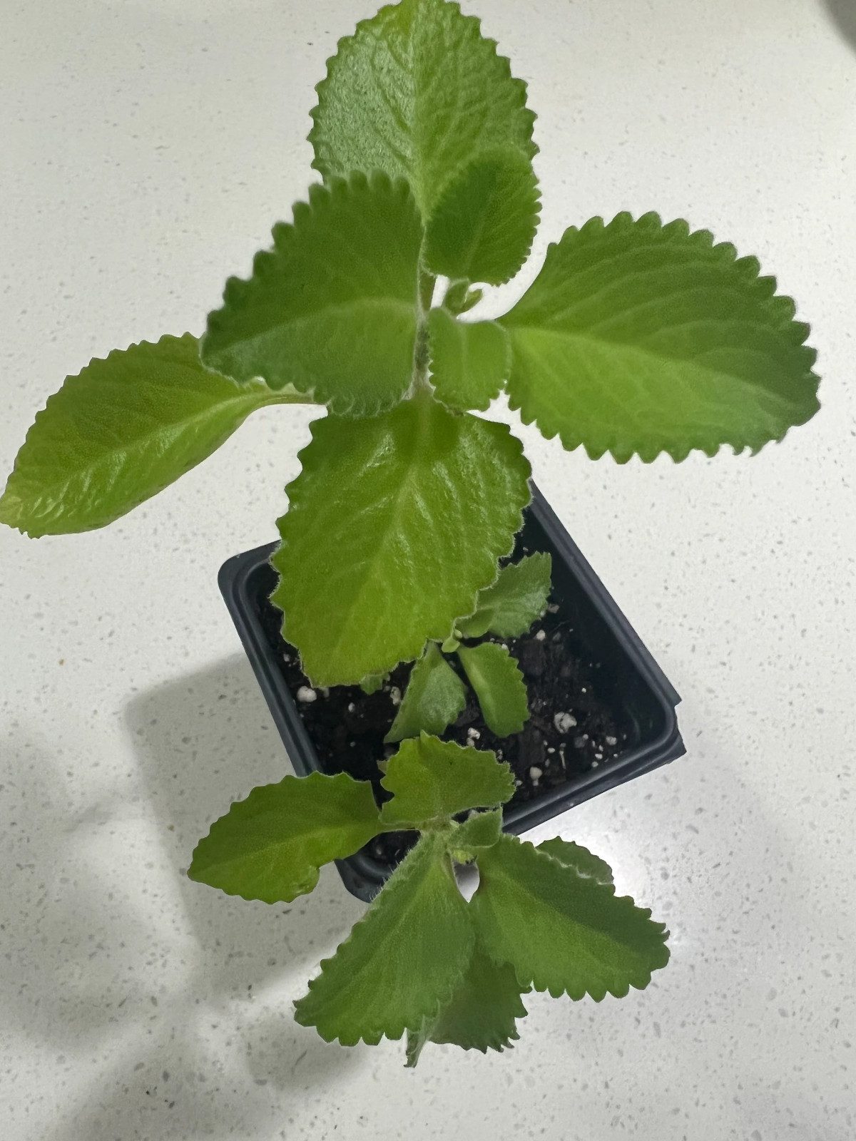 2 Cuban Oregano boldo, Mexican Mint Spanish Thyme Rooted plant 5 – 6 Inches tall